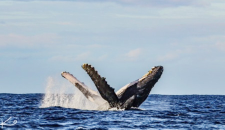Venture Whale Watch + Snorkel Mana Cruises