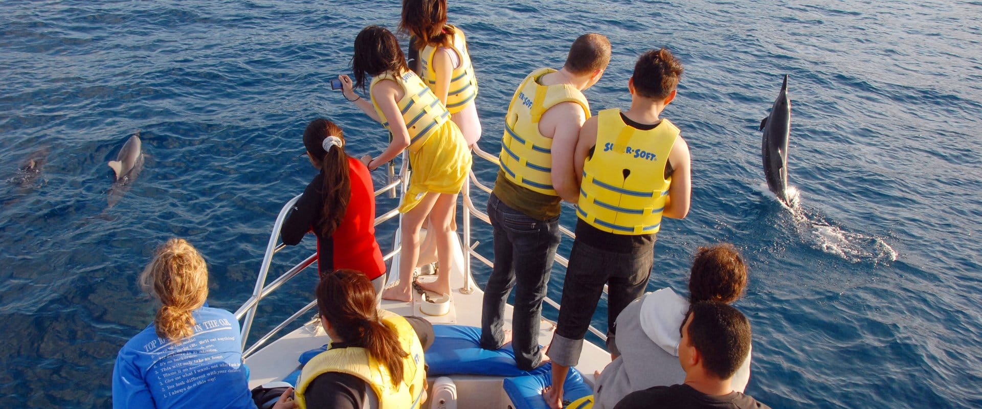 See the Hawaiian Spinner dolphins up close