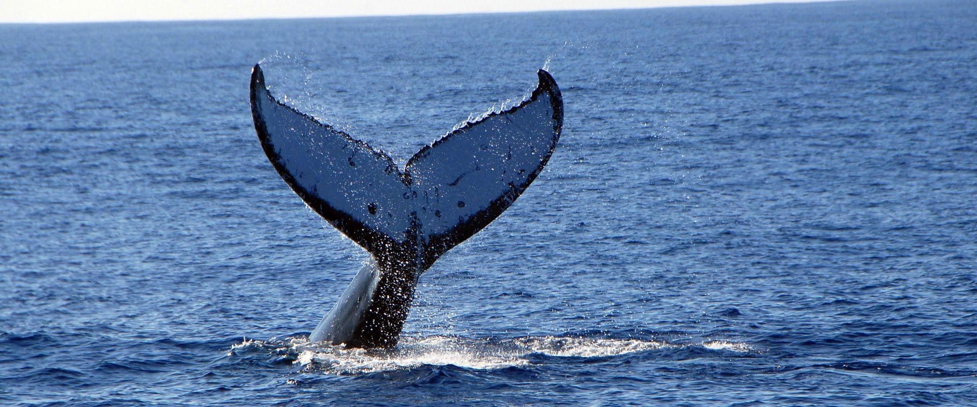 Watch the majestic whales