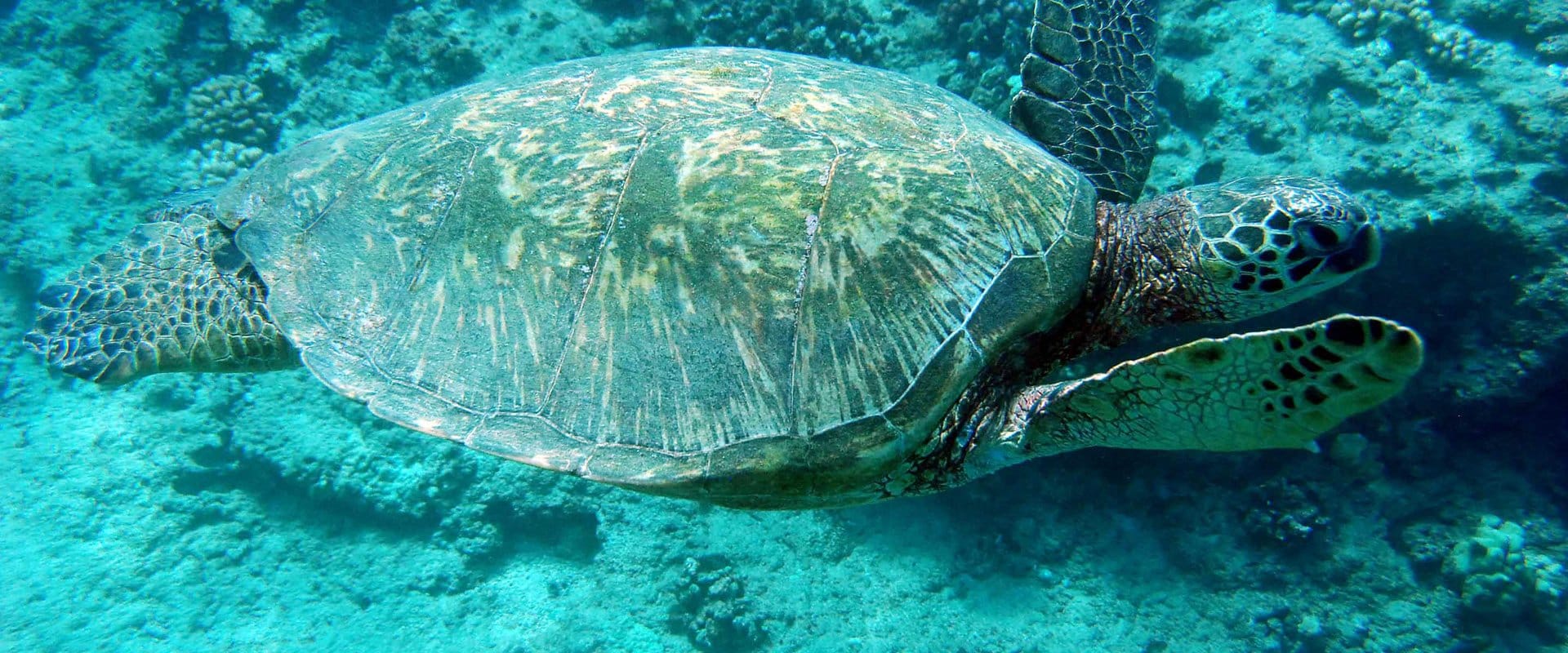 Snorkel Among Reef, Sea Turtles, and Tropical Fish
