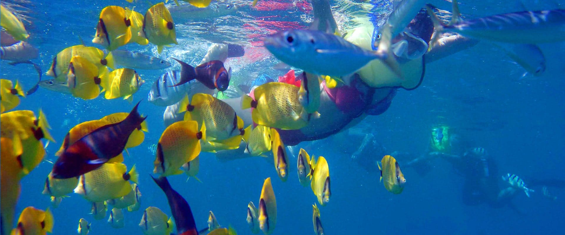 Extremely popular during their season in Hawaii